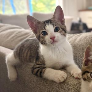 A tabby and white kitten with large blue eyes lying on a beige couch, looking directly at the camera.