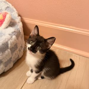 Mucca, kitten, available for adoption