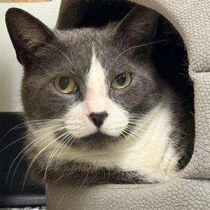 Cody, adult, available for adoption