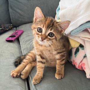 Scout, kitten, available for adoption
