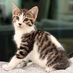 Phineas, kitten, available for adoption