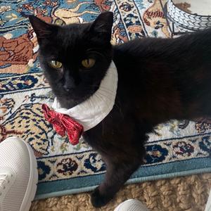 Berlioz (Bear), senior, available for adoption