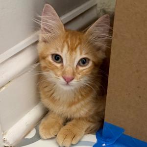 Chai, kitten, available for adoption