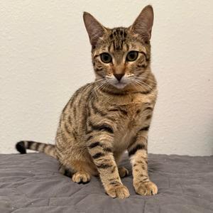 Qwirkle, adult, available for adoption