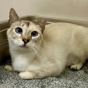A light-colored cat with blue eyes is sitting in a litter box.
