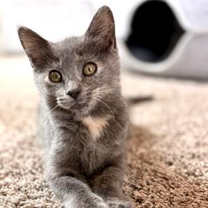 Nyx, adult, available for adoption