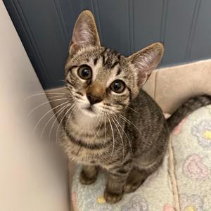 Persephone, kitten, available for adoption