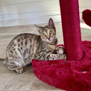 Yahtzee, adult, available for adoption