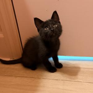 Gallo, kitten, available for adoption