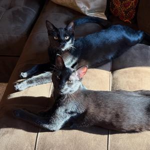 Gallo, adult, available for adoption