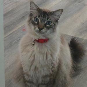 A fluffy cat with blue eyes and a red collar sitting on a wooden floor.