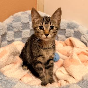 Artemis, kitten, available for adoption