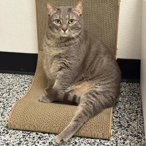 Cosmo, adult, available for adoption