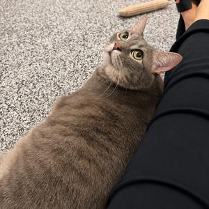 Cosmo, adult, available for adoption