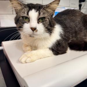 Arthur, adult, available for adoption