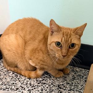 Sashimi, adult, available for adoption