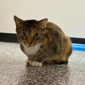 A brown and white cat sitting on a speckled floor.