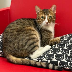 Harrison, adult, available for adoption