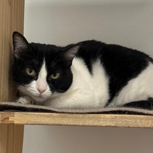 Tess, adult, available for adoption
