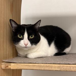 Tess, adult, available for adoption