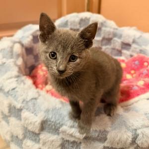 Gallina, kitten, available for adoption