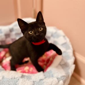 A black kitten wearing a red collar sitting in a soft, white and blue plaid cat bed.