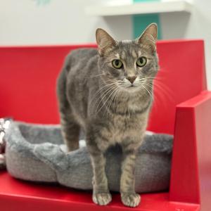 Henson, adult, available for adoption