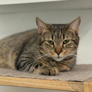 Biscuit, adult, available for adoption