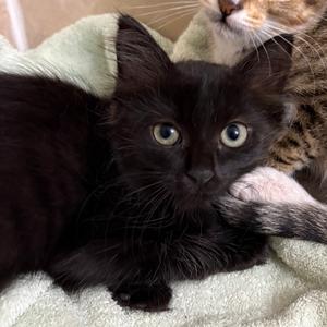 Espresso, kitten, available for adoption
