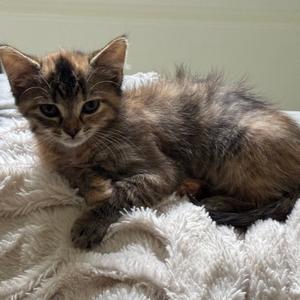 Harper, kitten, available for adoption