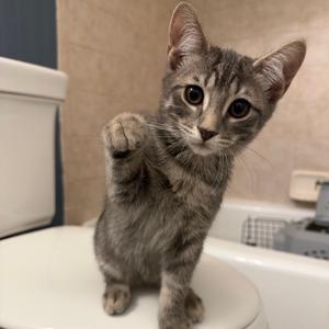 A gray tabby kitten standing on a white surface, raising its paw as if waving.