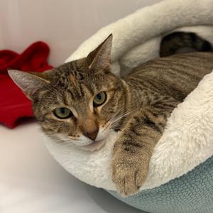 Rummy, adult, available for adoption