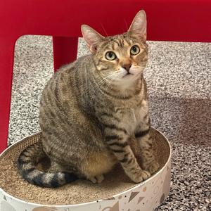 Rummy, adult, available for adoption