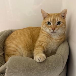 Beni Marmalade, senior, available for adoption