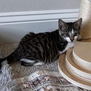Harry, kitten, available for adoption