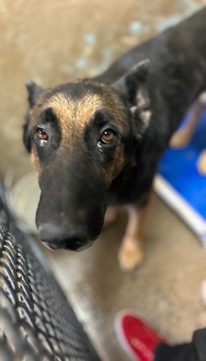 Casper, German Shepherd Dog Mix, adult, available for adoption