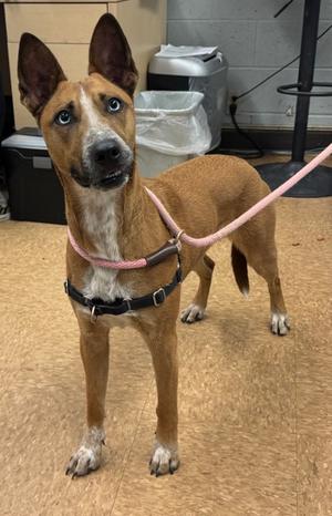 Dawhlee, Australian Cattle Dog Mix, adult, available for adoption