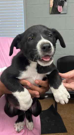 Bookie, Australian Shepherd Mix, puppy, available for adoption