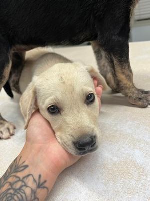 Donna, German Shepherd Dog and Golden Retriever, puppy, available for adoption