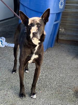 Bella, German Shepherd Dog Mix, senior, available for adoption