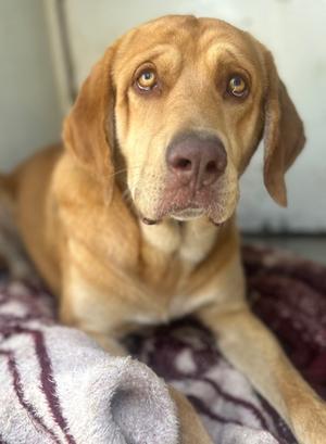 Dobbi, Labrador Retriever Mix, adult, available for adoption