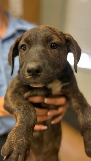 Arya, Pit Bull Terrier Mix, puppy, available for adoption