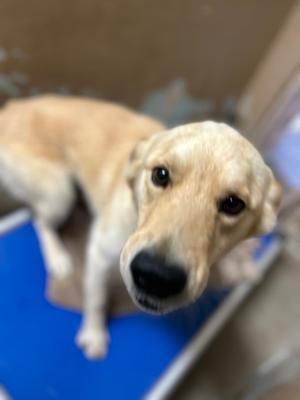 Beau, Golden Retriever Mix, young, available for adoption