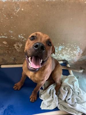 Arcanine, American Staffordshire Terrier Mix, young, available for adoption
