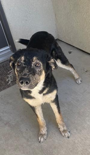 Clay, German Shepherd Dog Mix, young, available for adoption