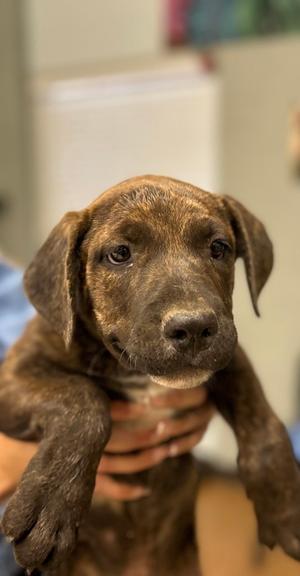 Broski, Pit Bull Terrier Mix, puppy, available for adoption