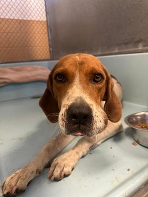 Charlie, Hound Mix, available for adoption