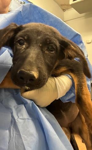 Anniestacia, German Shepherd Dog Mix, puppy, available for adoption
