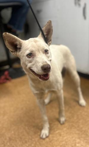 Dobbiberta, Australian Cattle Dog Mix, young, available for adoption