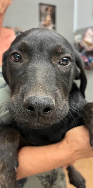 Choco, Labrador Retriever Mix, puppy, available for adoption